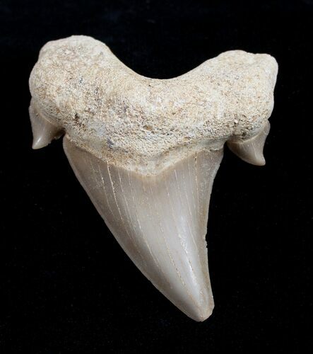 High Quality Otodus Fossil Shark Tooth #1737